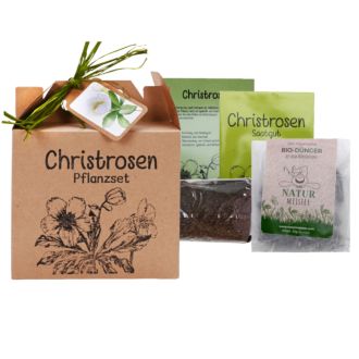 Christrosen Anzuchtsset