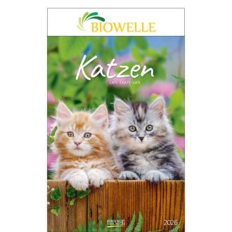 Kalender Katzen